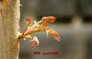 红枣蜂蜜柚子茶——春季抗疲劳养胃 [春季养生]