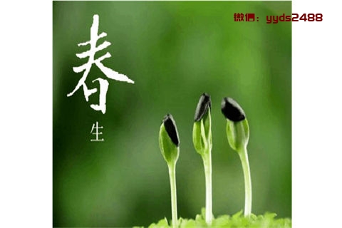 春季推荐多喝茶养生 这些花茶都不错