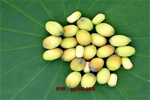 青少年睡眠不足怎么办 这样调整效果好