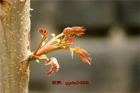 老年人比较容易患上哪些疾病